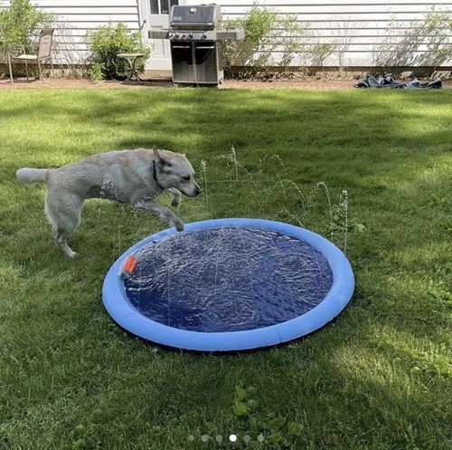 Arroseur pour chien - pour,