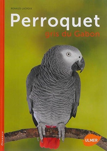 Perroquet gris gabon - perroquet,