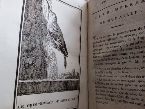 Buffon 1798 oiseaux gravures - buffon, 8