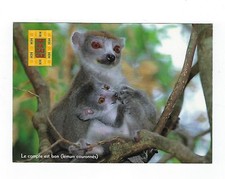 Postcard Madagascar - Crowned Lemur - Vintage - REF 1682