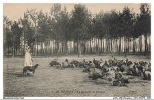 AYUP8-0697-41 - SOLOGNE - La