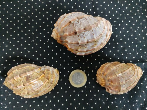 Coquillage harpe madagascar - madagascar,