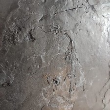 Keichousaurus juvénile