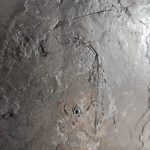 Keichousaurus juvénile