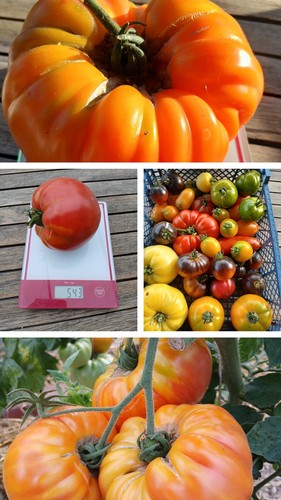Lot tomates gros fruits - tomates,