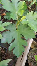 Ficus johannis subsp. afghanistanica / Figuier afghan / Conteneur de 2 à 2.9 ...