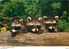 Animals - Raccoons - Little Coons - CPM - See Duplex Scans