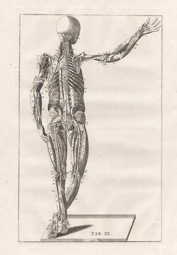 Squelette humain muscles - humain,