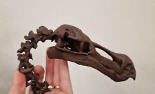 Crane de dodo Skull Raphus cucullatus, dronte de maurice