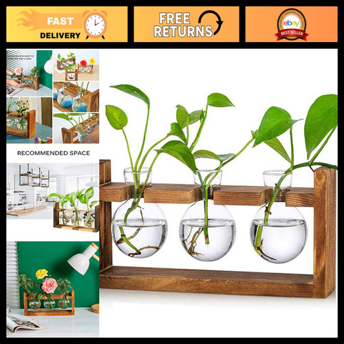 Glass plant terrarium with - glass,