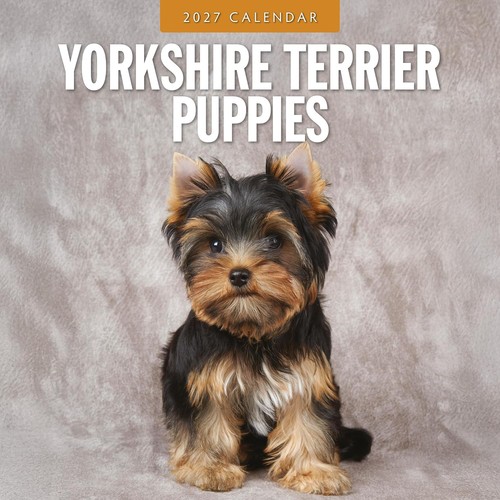 Chiots yorkshire terrier - yorkshire,