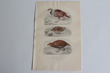 Engraving BUFFON Partridge Red Quail Grey Partridge Birds 19th Century (65829)