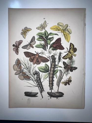 Butterflies moths entomology - &,