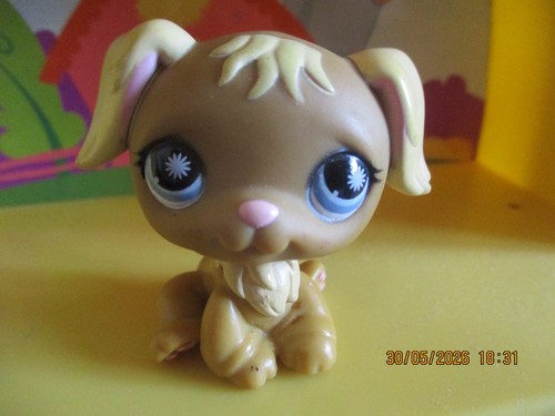 Petshop chien golden - golden, retriever