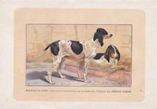 1896 GASCON SAINTONGEOIS DOG Print - Dog Wall Art Gift - Animal - 10 x 7 Inches