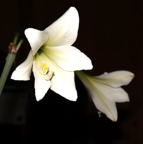 Hippeastrum solandriflorum - , 5