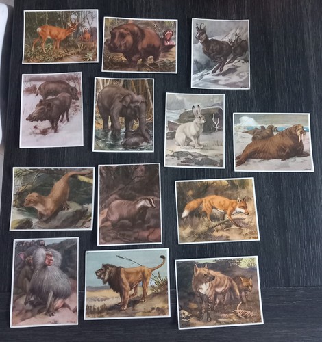 Lot images animaux tous - 13,