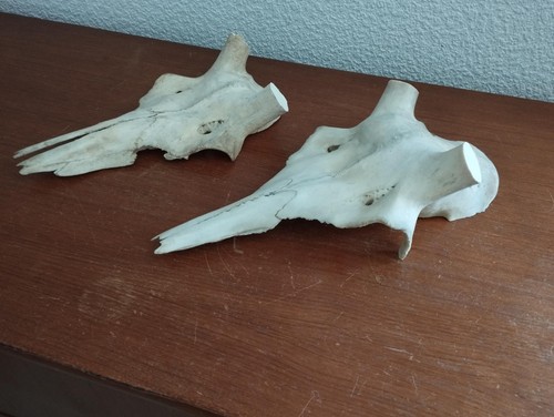 Crane massacre naturel - crane,