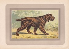 1931 GRIFFON BOULET DOG Print - Original Antique Dog Wall Art - 11 x 7.75 Inches