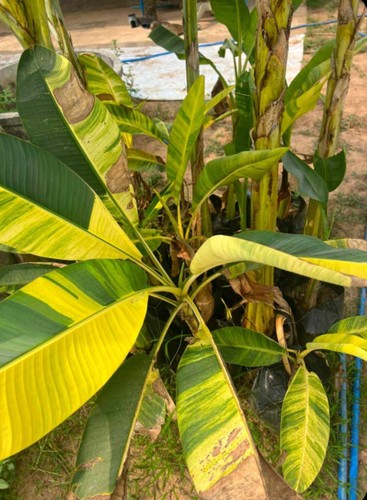 Musa acuminata papua - acuminata, 'papua'​