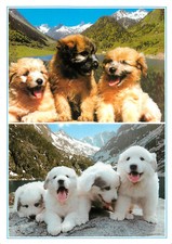 HAUTES PYRENEES Shepherd Dogs Pyrenees Puppies