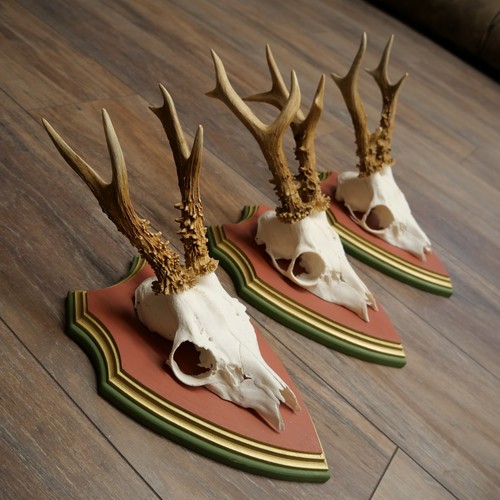 Antlers chevreuil cerfs - antlers,