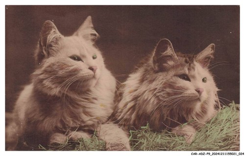 Car adzp9 0519 animaux deux - -,