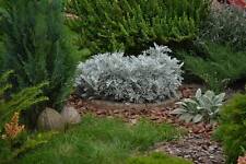 Moules en béton bord rond bordure en bûche en pierre bordure bordures de jard...