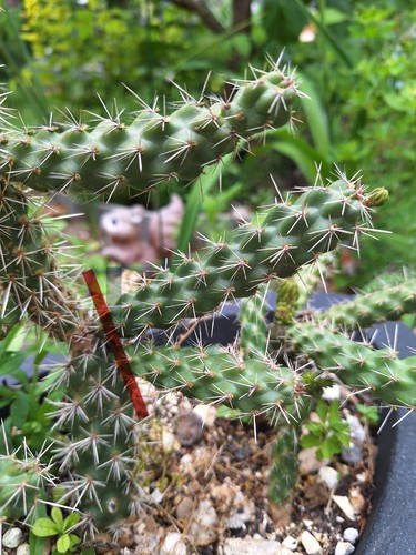 Cylindropuntia spiniosor