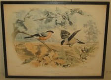 Antique 1857 EDOUARD TRAVIES 'Le Bouvreuil' BullFinches Finch Bird LITHOGRAPH