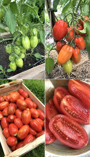 100 graines tomate rio - 100,