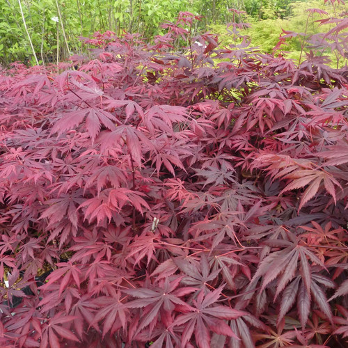 Acer palmatum trompenburg - acer,