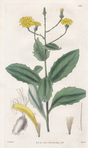 Crepis macrorhiza madeira - macrorhiza,