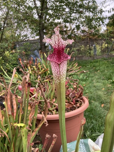 Graines sarracenia 332 x - de,