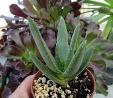 ALOE RAMOSISSIMA cactus kakteen cacti caudex plante grasse succulenten