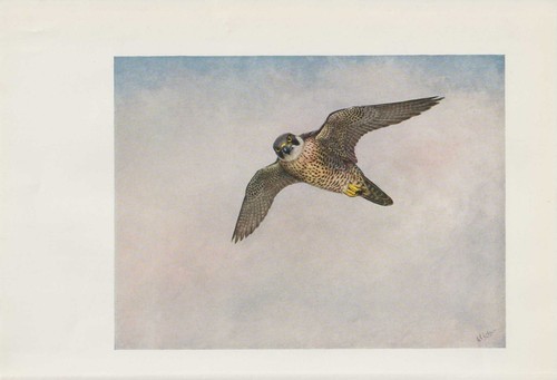 Faucon pèlerin falco - faucon, (falco