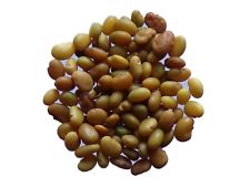 Luzerne Lupuline - Medicago