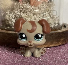 🌸Petshop CHIEN  Boxer Chiot