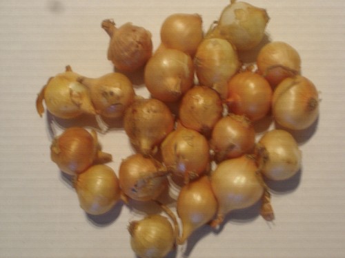 Oignons bulbilles de - 20, oignons/bulbilles