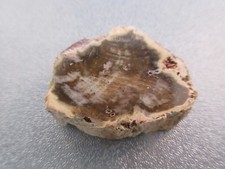 Madagascar Petrified Wood