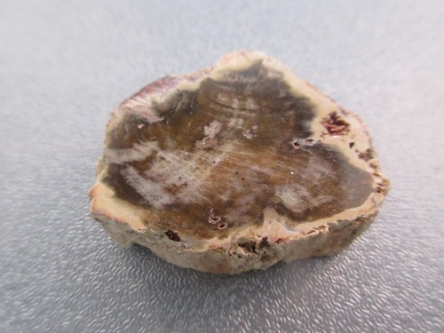 Madagascar petrified wood - petrified,
