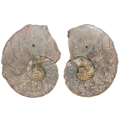 Nautile fossile scié la - nautile,
