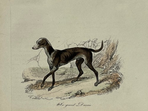 Chien levrier grand danois - chien,