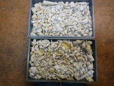 FOSSILE  BARTONIEN DU BASSIN