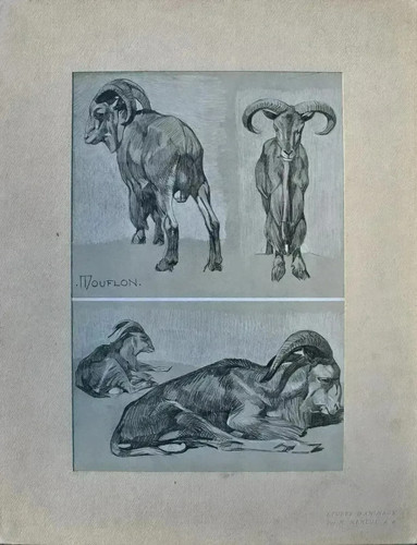 Mathurin meheut le mouflon - mathurin, :