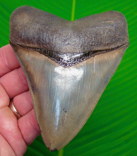 Megalodon shark tooth - 4.78,