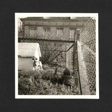 Chien niche grille grillage