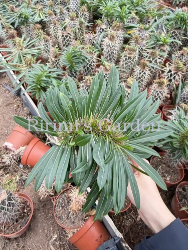 1pcs pachypodium lamerei - 1pcs,