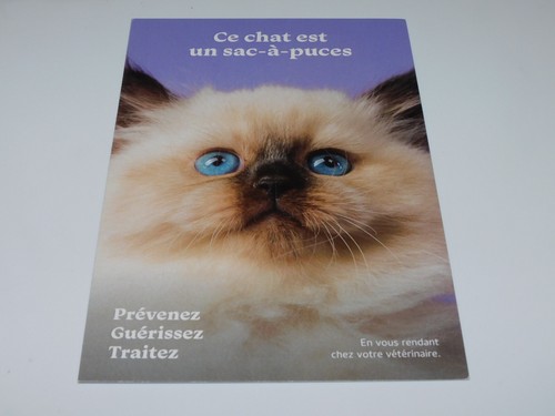 Carte postale chat - -,