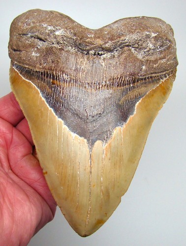 Megalodon shark tooth - 6.41",